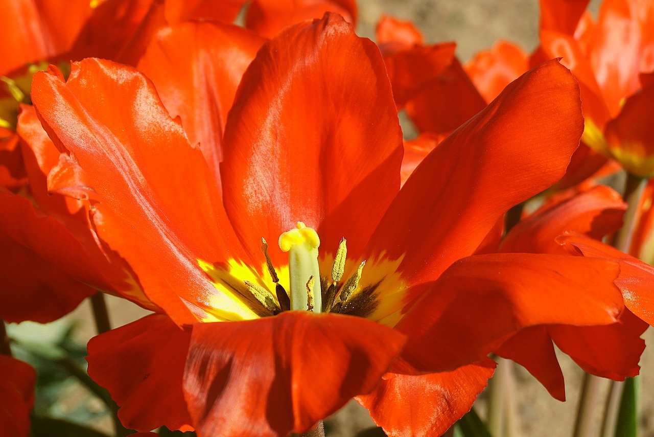 red, tulip, flower-8563742.jpg